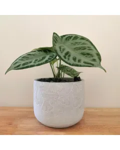 Anthurium Silver Blush plant with a concrete pot