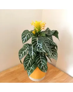 Aphelandra Squarrosa (Zebra Plant) - Ceramic Pot (30 cm) available at The Scout - Amman