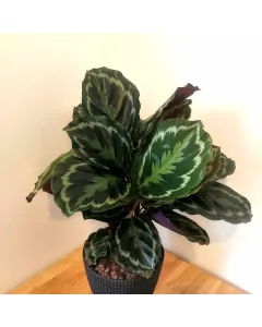 Calathea Medallion Plant - Plastic Pot (50 cm)
