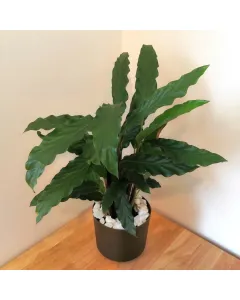 Calathea Rufibarba Plant - Plastic Pot (50 cm) available at The Scout - Amman