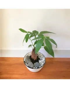 Pachira (Money Tree) Plant - Ceramic Pot (20 cm) available at The Scout - Amman
