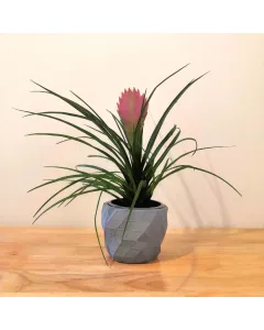 Tillandsia Cyanea (Pink Quill) Plant - Ceramic Pot (20 cm)