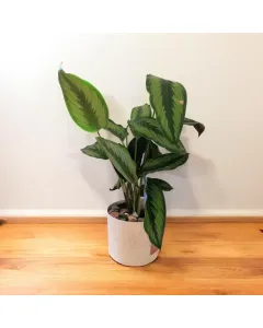 Calathea Beauty Star Plant - Plastic Pot (40 cm)