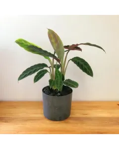 Calathea Warscewiczii Plant - Plastic Pot (30 cm)