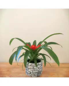 Guzmania (Small Red) Plant - Concrete Pot (15 cm)