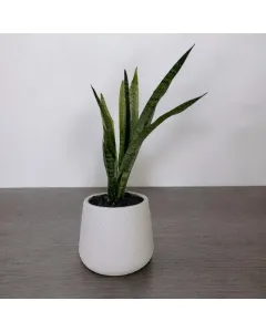 Snake Plant 'Green' (Large Size) - Plastic Pot (50-60 cm)