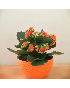 Kalanchoe (Orange) Plant - Ceramic Pot (15 cm)