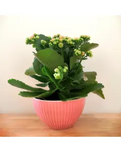 Kalanchoe (Pink) Plant - Ceramic Pot (15 cm)