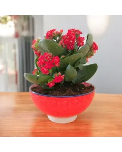 Kalanchoe (Red) Plant - Ceramic Pot (15 cm)