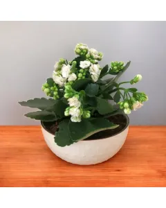 Kalanchoe (White) Plant - Ceramic Pot (15 cm)