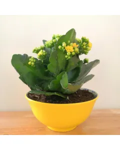 Kalanchoe (Yellow) Plant - Ceramic Pot (15 cm)