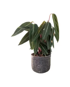 Calathea Stromanthe Sanguinea Plant – Concrete Pot, 30 cm Height