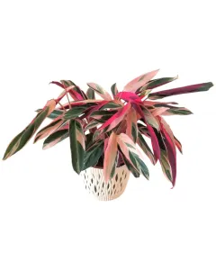 Calathea Stromanthe Triostar Plant – Plastic Pot, Large Size, 40 cm Height