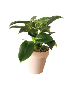 Philodendron Birkin Plant – Plastic Pot, 20 cm Height