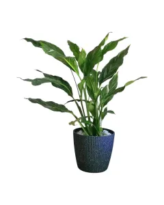 Spathiphyllum Diamond (Variegated Peace Lily) Plant – Plastic Pot, 55 cm Height