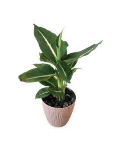 Dieffenbachia 'Green Magic' Plant -Plastic Pot-Peach (Available In Sizes)