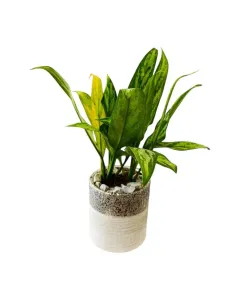 Aglaonema 'Silver Queen' – 30cm Plant in Ceramic Pot