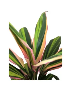 Cordyline Harlequin – 45cm Plant in Plastic Pot