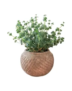 Sedum Sieboldii – 15cm Succulent in Concrete Pot