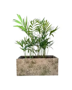 Chamaedorea (Parlor Palm) – 30cm Plant in Rectangular Concrete Pot