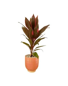 Cordyline Tango – 45cm Plant in Ceramic Pot