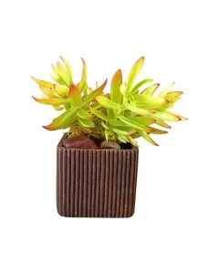 Crassula Capitella – 20cm Large Succulent in Concrete Pot