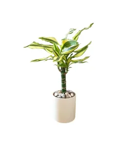 Dracaena Yellow Coast – 35cm Plant in Ceramic Pot