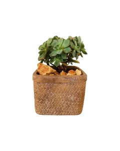 Echeveria – 15cm Large Succulent in Concrete Pot