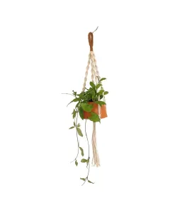 Hoya Carnosa – Small Plant in Macrame Hanger with Plastic Pot