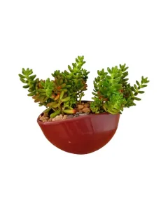 Jelly Bean Plant – 20cm Large Succulent in Ceramic Pot