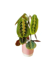 Maranta Leuconeura ‘GoPink’ – 30cm Prayer Plant in Ceramic Pot