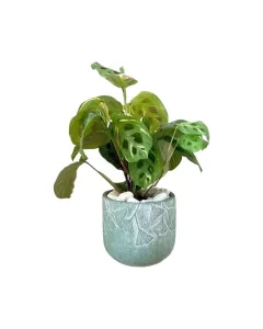 Maranta Leuconeura ‘Raspberry’ – 30cm Prayer Plant in Concrete Pot
