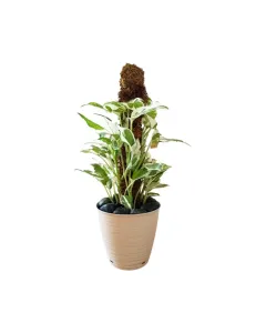 Pothos N’Joy – 50cm Climbing Plant on Moss Pole in Plastic Pot