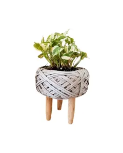 Pothos N’Joy – 15cm Small Plant in ‘Nest’ Plastic Pot