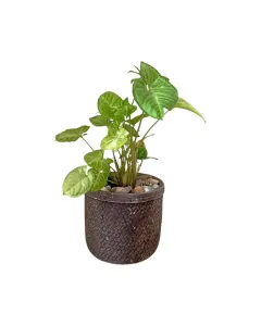 Syngonium (Arrowhead) – 35cm Plant in Concrete Pot