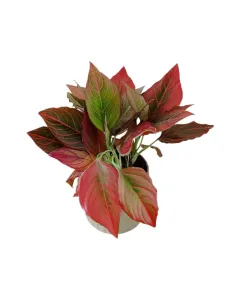 Aglaonema ‘Red Vein’ – 30cm Plant in Ceramic Pot