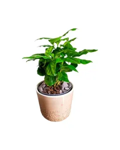 Coffea Arabica – 20cm Coffee Plant in Ceramic Pot