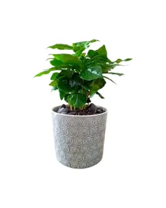 Coffea Arabica – 20cm Coffee Plant in Ceramic Pot (V.3)