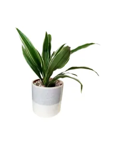 Dracaena Fragrans Warneckii – 25cm Plant in Ceramic Pot (V.2)