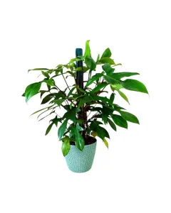 Philodendron Pedatum – 70cm Climbing Plant on Moss Pole in Plastic Pot
