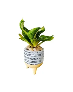 Sansevieria 'Twisted Sister' – 15cm Snake Plant in Ceramic Pot