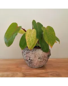 Philodendron Painted Lady plant with a concrete pot