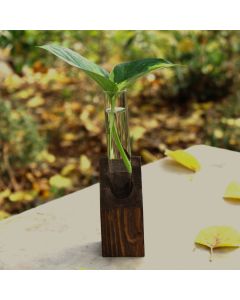 Jenan Lab - Pothos Plant