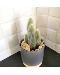 Cactus in a Ceramic Pot