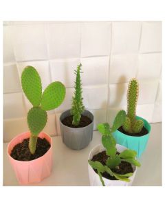 Cactus & Succulent in Plastic Pots Set - 4 Pieces