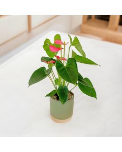 Anthurium Laceleaf in a Ceramic Pot