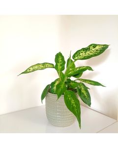 Dieffenbachia in a Ceramic Pot