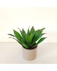 Dracaena Compacta in a Ceramic Pot