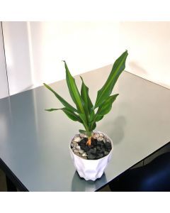 Dracaena Fragrans Lemon in a Plastic Pot