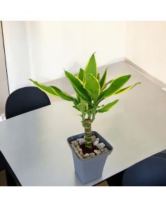 Dracaena Fragrans in a Plastic Pot